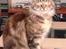 Maine Coon Snow Angels On Fire  