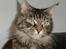 Maine Coon Snow Angels On Fire  