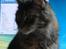 Maine Coon Snow Angels On Fire  