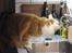 Maine Coon Micharlo´s Nippon