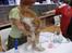 Maine Coon Micharlo´s Nippon