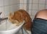 Maine Coon Micharlo´s Nippon - man kan godt drikke vand uden at få våde poter, man skal bare stræææækker sig