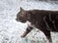 Blanding af racer Kitte Kat †R.I.P.†
