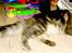 Maine Coon Caladesi Island