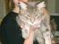 Maine Coon Caladesi Island