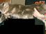 Maine Coon Caladesi Island