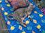 Ocicat Sea Coon`s Twister - En afslappende kat tager solbad