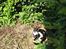 Huskat Middi R.I.P 3. juni 2017 - soler sig i haven sommer 2008
