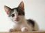 Blanding af racer / Maine Coon Bella - Bella, da hun er 14 uger gammel..