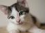 Blanding af racer / Maine Coon Bella - Bella, da hun er 14 uger gammel..