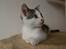 Blanding af racer / Maine Coon Bella - Bella, da hun er 14 uger gammel..