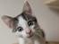 Blanding af racer / Maine Coon Bella - Bella, da hun er 14 uger gammel..