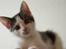 Blanding af racer / Maine Coon Bella - Bella, da hun er 14 uger gammel..