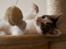 Blanding af racer / Maine Coon Bella - Bella, da hun er 14 uger gammel..