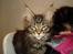 Maine Coon Alexia DK Firestar 