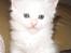 Maine Coon CH.SnowAngels Cassiopeia R.I.P