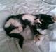 Huskat Molly R.I.P <3