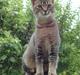 Huskat Mis