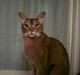 Abyssinier Babe