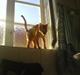 Abyssinier Chanel