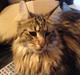 Maine Coon Tarzan