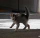 Huskat Labbe