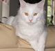 Maine Coon CH.SnowAngels Cassiopeia R.I.P