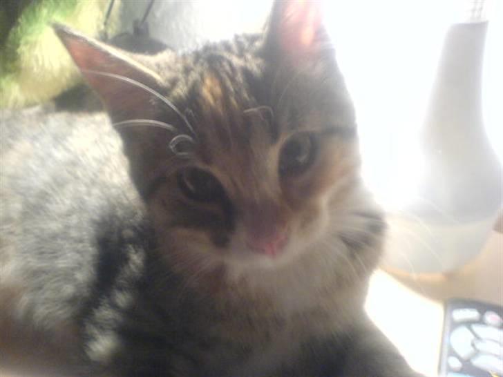 Blanding af racer Daisy billede 19