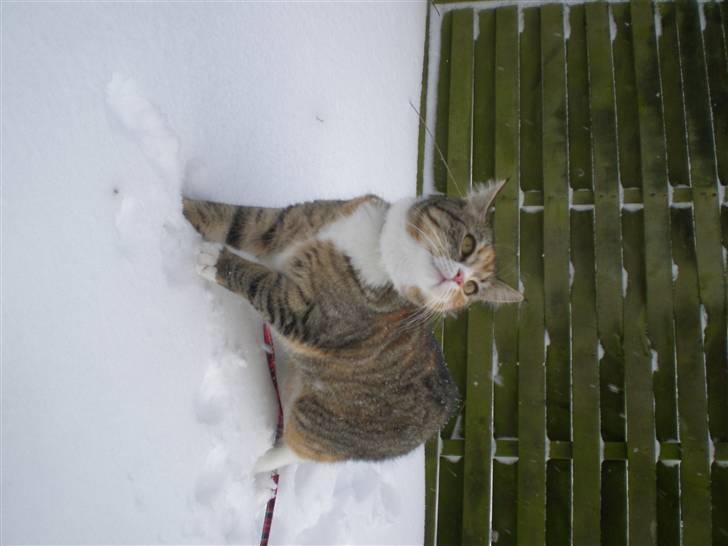 Blanding af racer Daisy billede 20