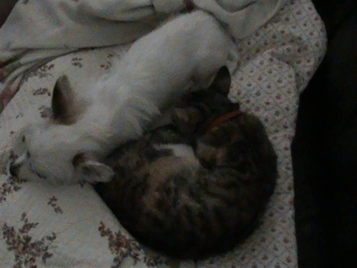 Huskat Noemi - Mig og min hund Cloud billede 2