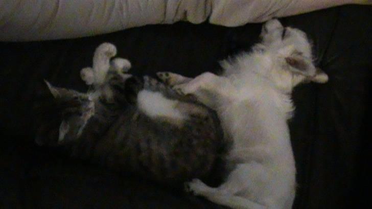 Huskat Noemi billede 3