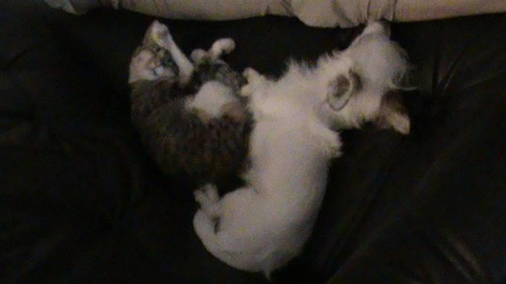 Huskat Noemi - Er det ikke en sød hund jeg har? ikke alle katte der har deres egen hund ; ) billede 4