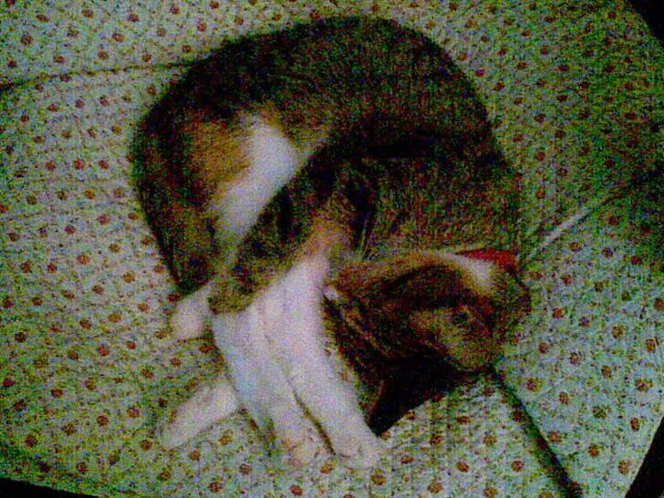 Huskat Noemi - Noemi ballet ben ; ) billede 5