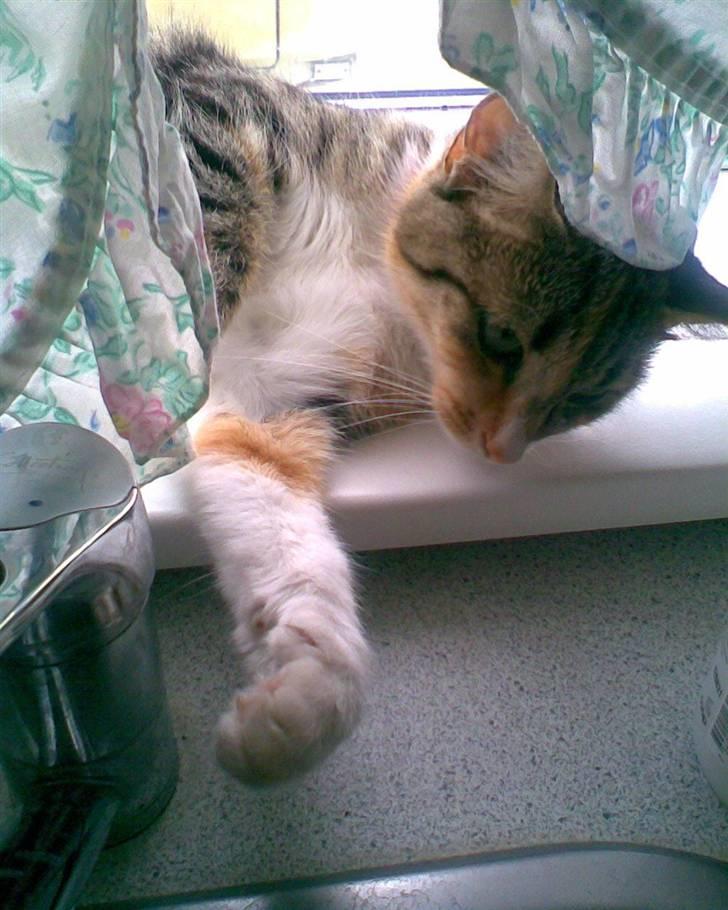 Huskat Noemi - Det er da okay jeg ligger i køkkenvinduet.. er det ikk`?? : ) billede 7