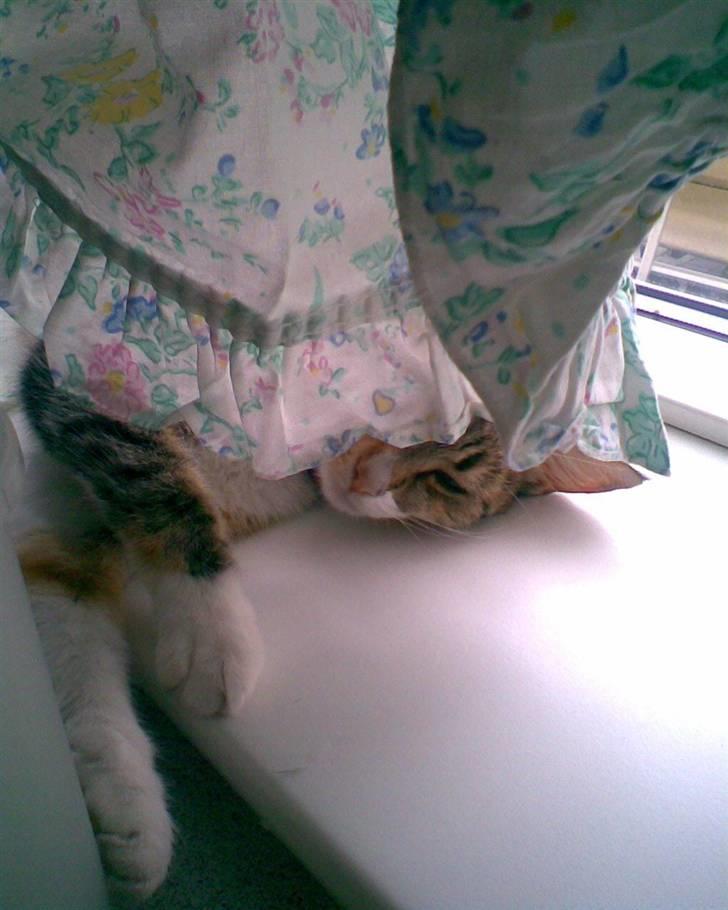 Huskat Noemi - Nå ikk`... så gemmer jeg mig bare igen ; ) billede 8