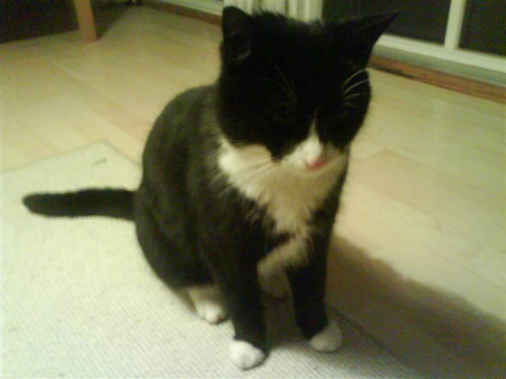 Huskat Bamse - Smukke kat =) billede 1