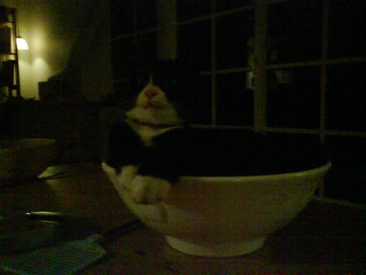 Huskat Bamse - Tjaa.. Bamse er altså en underlig kat :D billede 2