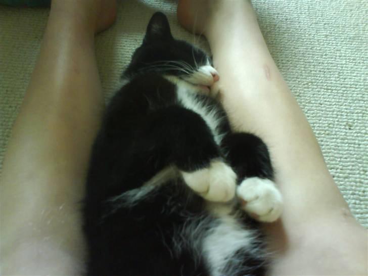 Huskat Bamse - Bamse tager en slapper imellem mine ben :) billede 4