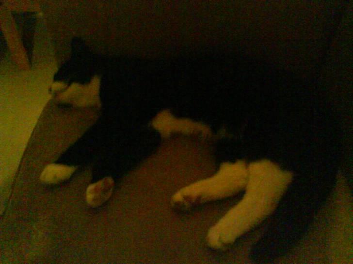 Huskat Bamse - Bamse sover lidt :) billede 5