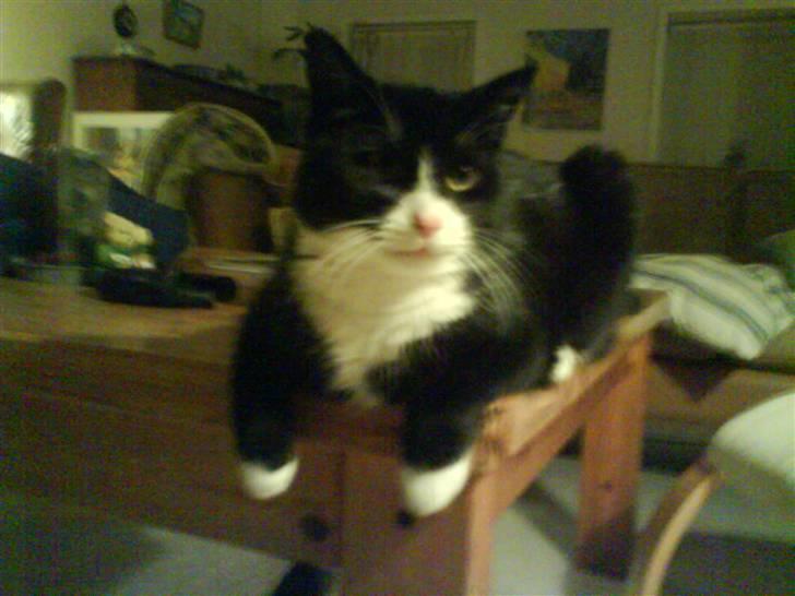 Huskat Bamse - Han ligger på bordet xD (Han må rigtig ikke Heh! :D) billede 6