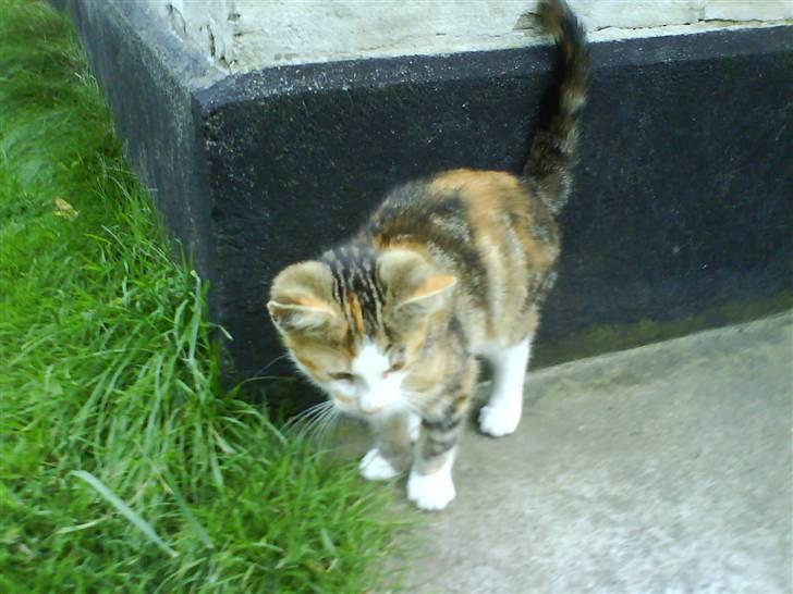 Huskat Tiger  - Hun er så fin!... billede 1