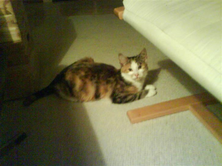 Huskat Tiger  - Slapper af :) billede 2