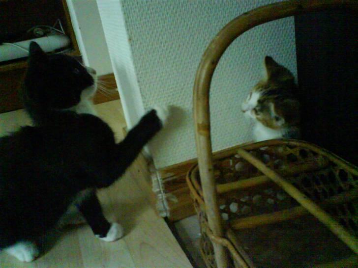 Huskat Tiger  - Leger med Bamse :) billede 3