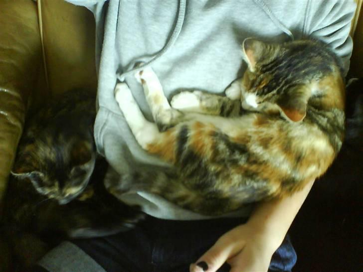 Huskat Tiger  - Hun ligger oven på mig :) billede 4