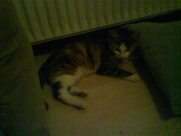 Huskat Tiger  - Slapper af igen :) billede 5