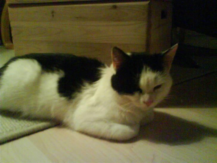 Huskat Pyss - Tager en slapper ;) billede 1