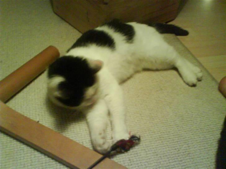 Huskat Pyss - Hun leger med fjeren :) billede 2