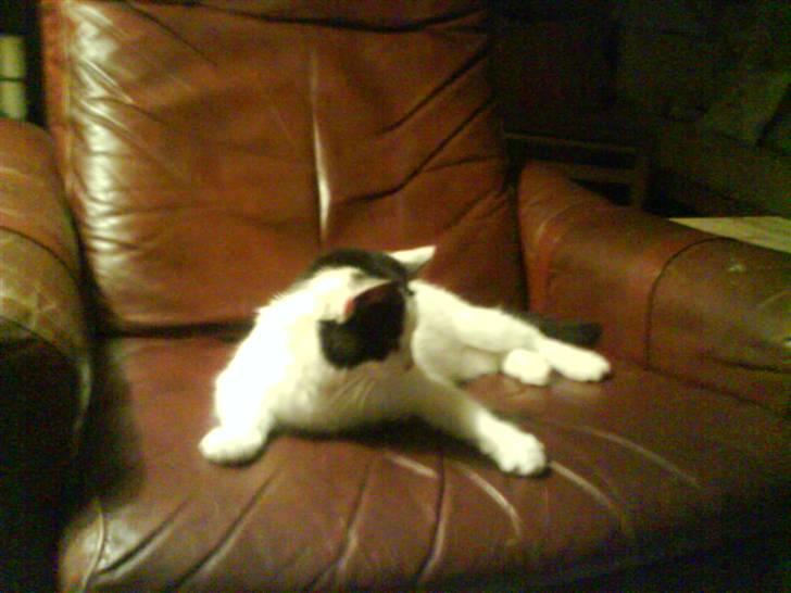 Huskat Pyss - Ligger i far´s stol :P billede 3