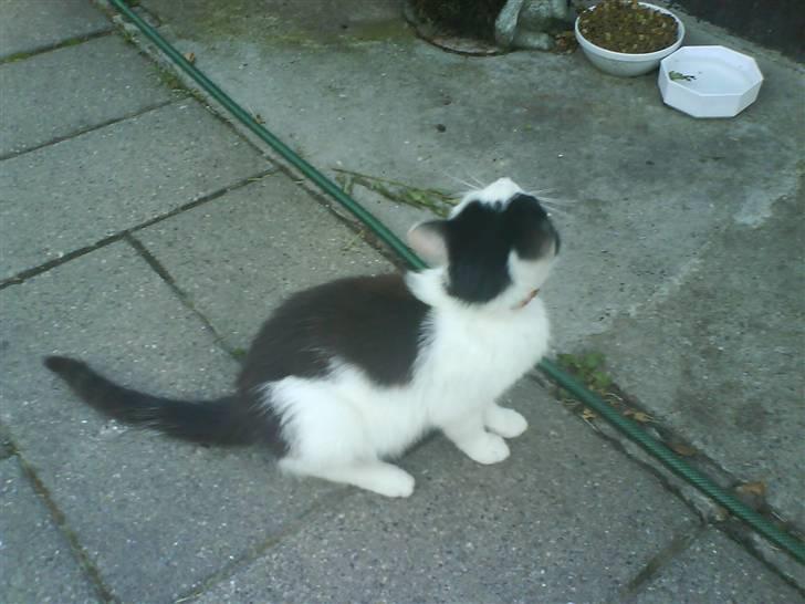 Huskat Pyss - Venter på der kommer mad :P billede 4