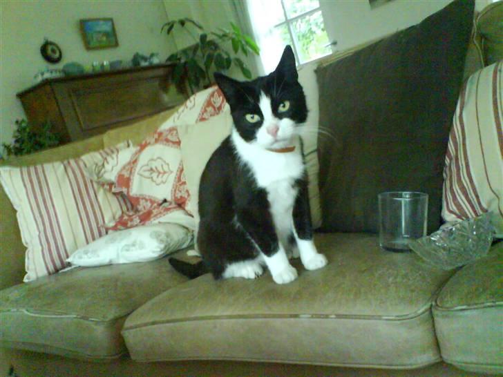 Huskat Sortemis - Sidder i sofaen :) billede 1